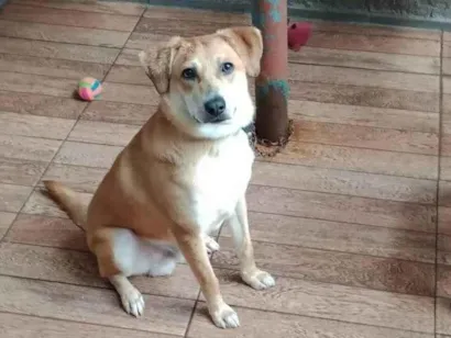 Cachorro raça SRD-ViraLata idade 2 a 6 meses nome Não sei 