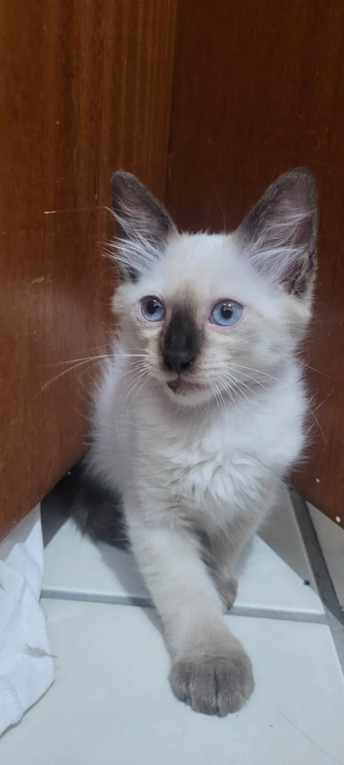 Gato ra a SRD-ViraLata idade 2 a 6 meses nome Maltado