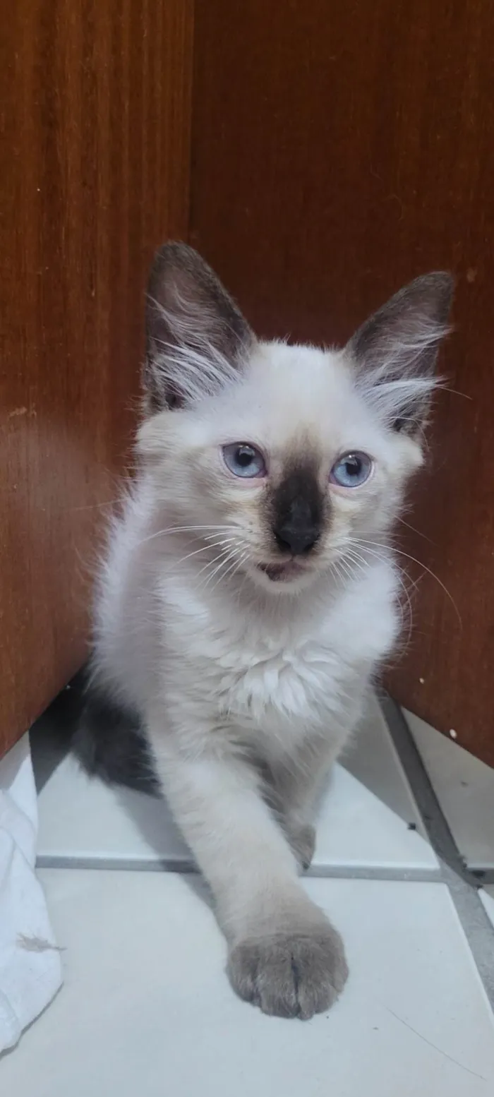 Gato ra a SRD-ViraLata idade 2 a 6 meses nome Maltado