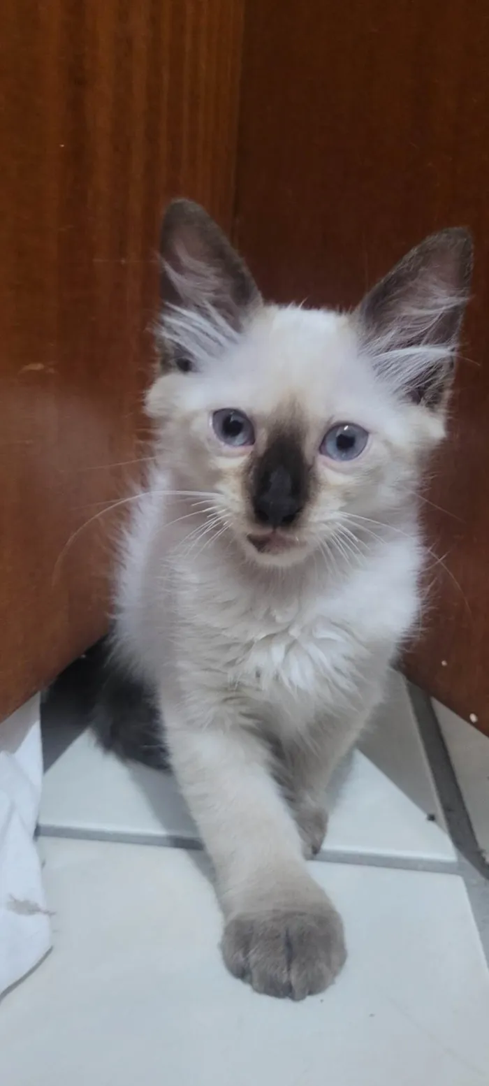 Gato ra a SRD-ViraLata idade 2 a 6 meses nome Maltado