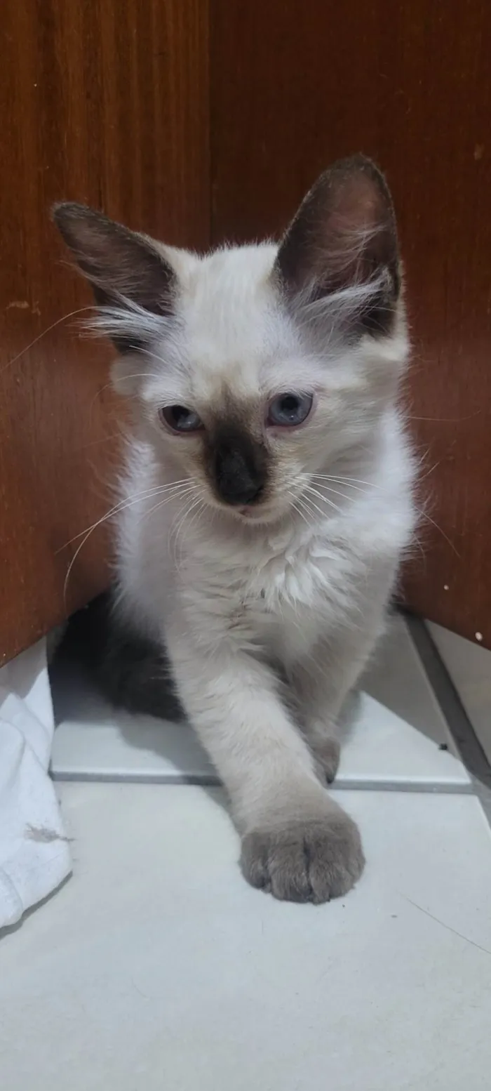 Gato ra a SRD-ViraLata idade 2 a 6 meses nome Maltado