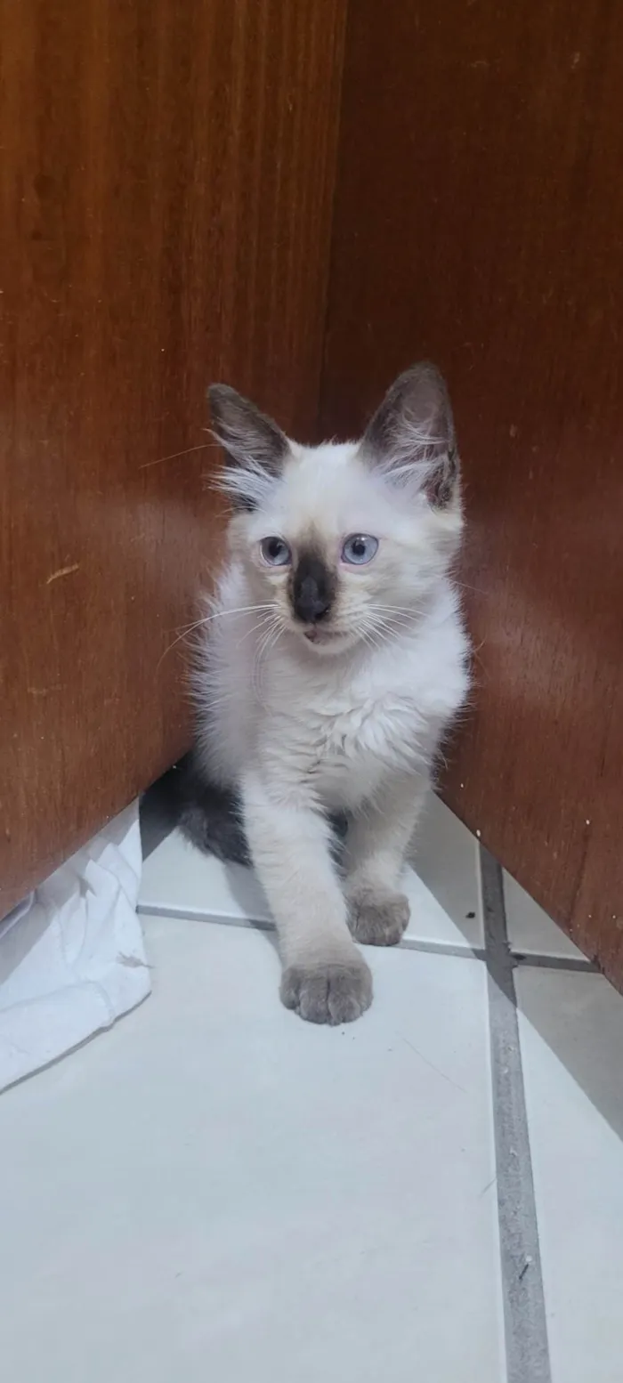 Gato ra a SRD-ViraLata idade 2 a 6 meses nome Maltado
