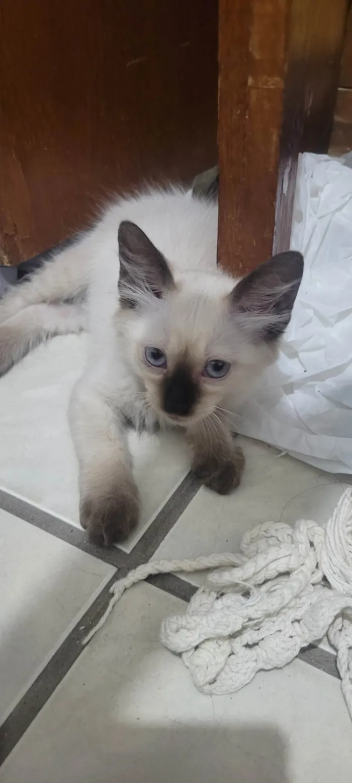 Gato ra a SRD-ViraLata idade 2 a 6 meses nome Maltado