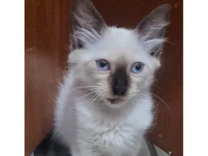 Gato raça SRD-ViraLata idade 2 a 6 meses nome Maltado