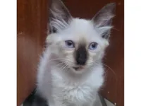 Gato raça SRD-ViraLata idade 2 a 6 meses nome Maltado