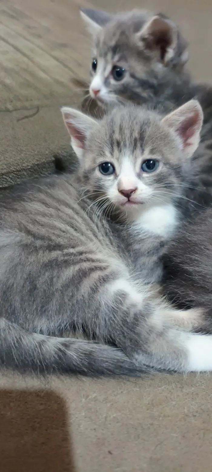 Gato ra a SRD-ViraLata idade Abaixo de 2 meses nome Sem nomes