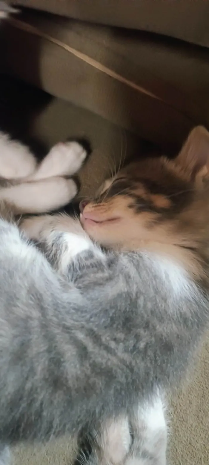 Gato ra a SRD-ViraLata idade Abaixo de 2 meses nome Sem nomes