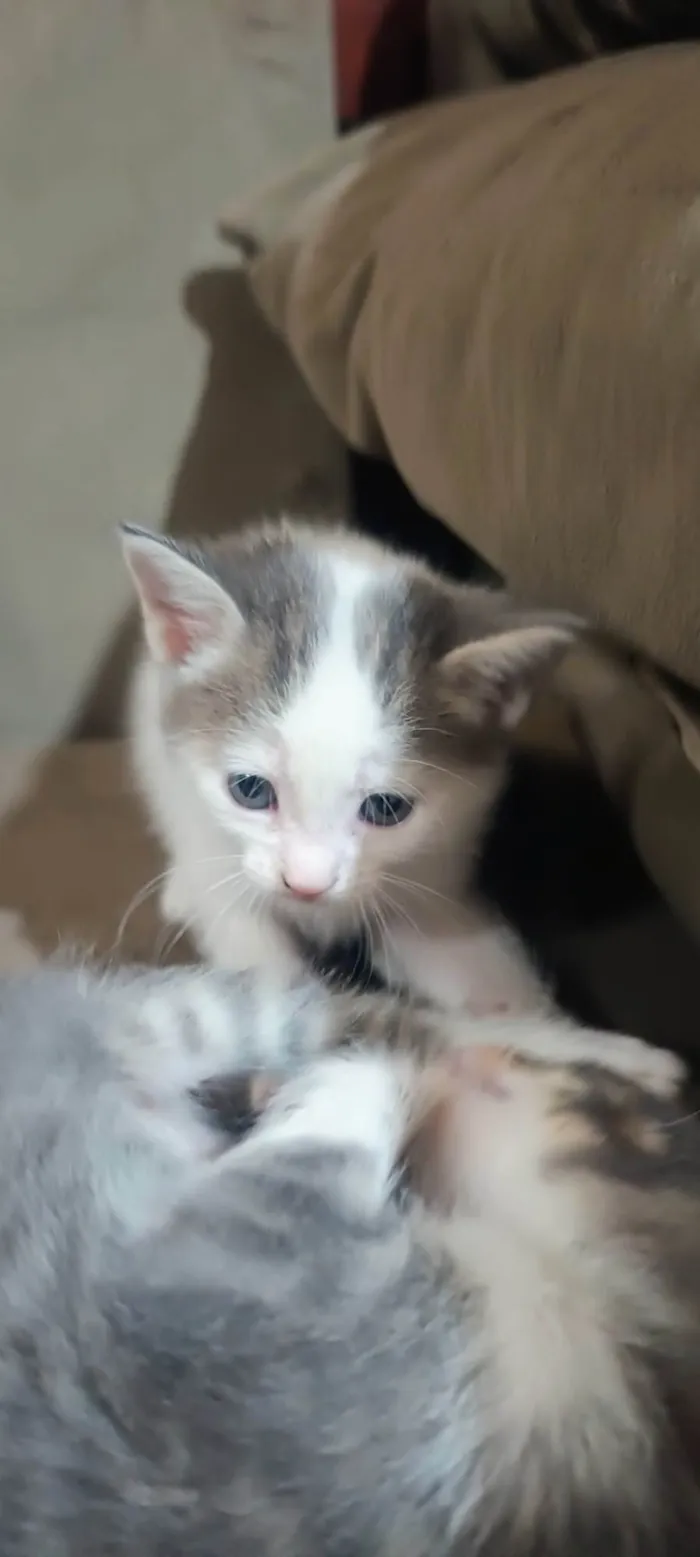 Gato ra a SRD-ViraLata idade Abaixo de 2 meses nome Sem nomes