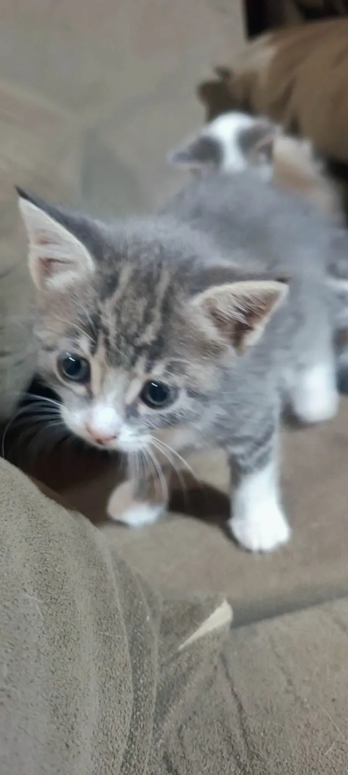 Gato ra a SRD-ViraLata idade Abaixo de 2 meses nome Sem nomes