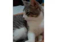 Gato ra a SRD-ViraLata idade 3 anos nome Sidy
