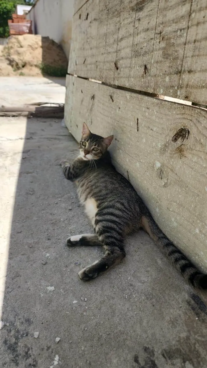 Gato ra a SRD-ViraLata idade 2 a 6 meses nome Misô, Brie e Fuba