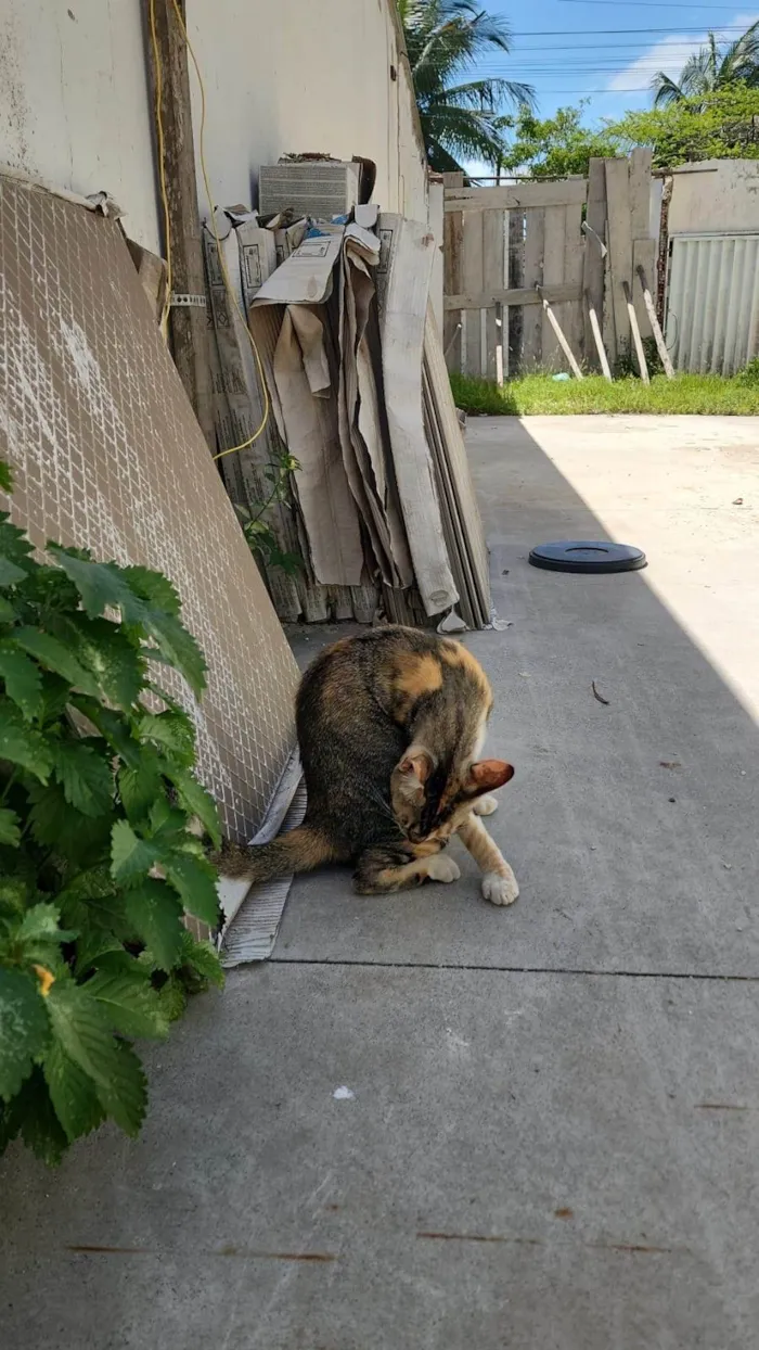 Gato ra a SRD-ViraLata idade 2 a 6 meses nome Misô, Brie e Fuba