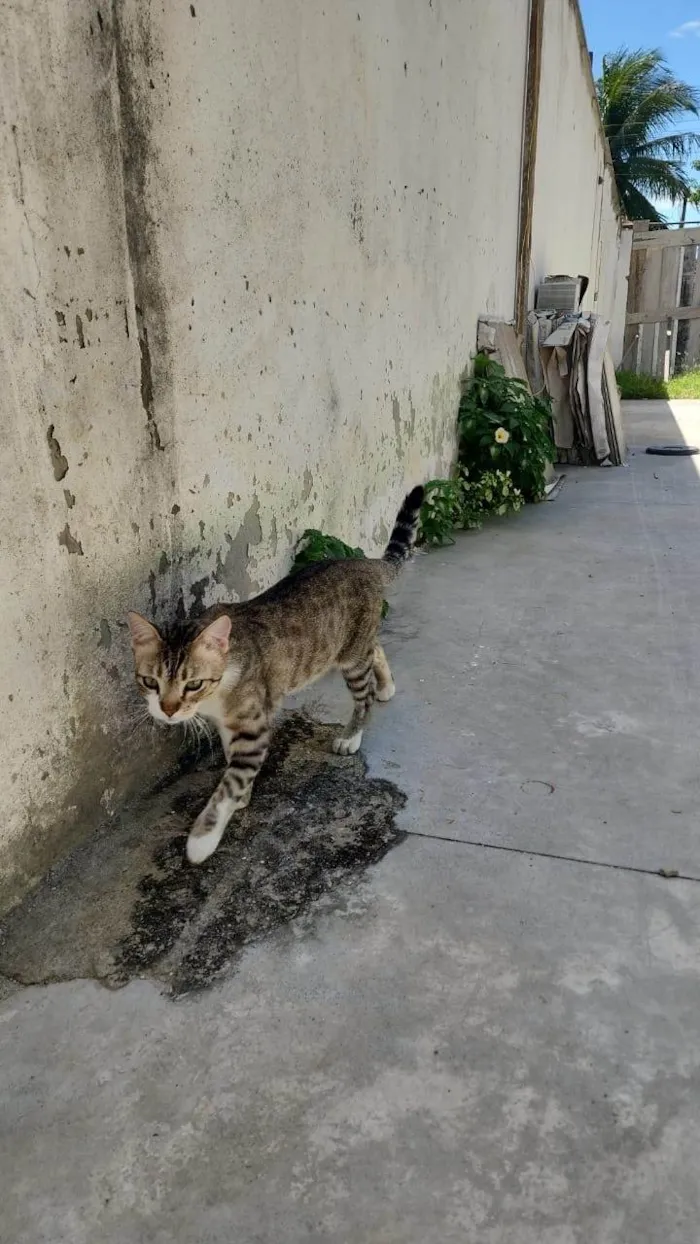 Gato ra a SRD-ViraLata idade 2 a 6 meses nome Misô, Brie e Fuba