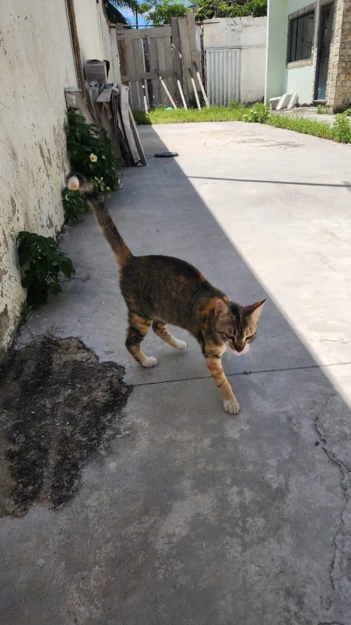 Gato ra a SRD-ViraLata idade 2 a 6 meses nome Misô, Brie e Fuba