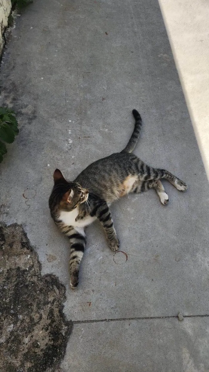 Gato ra a SRD-ViraLata idade 2 a 6 meses nome Misô, Brie e Fuba