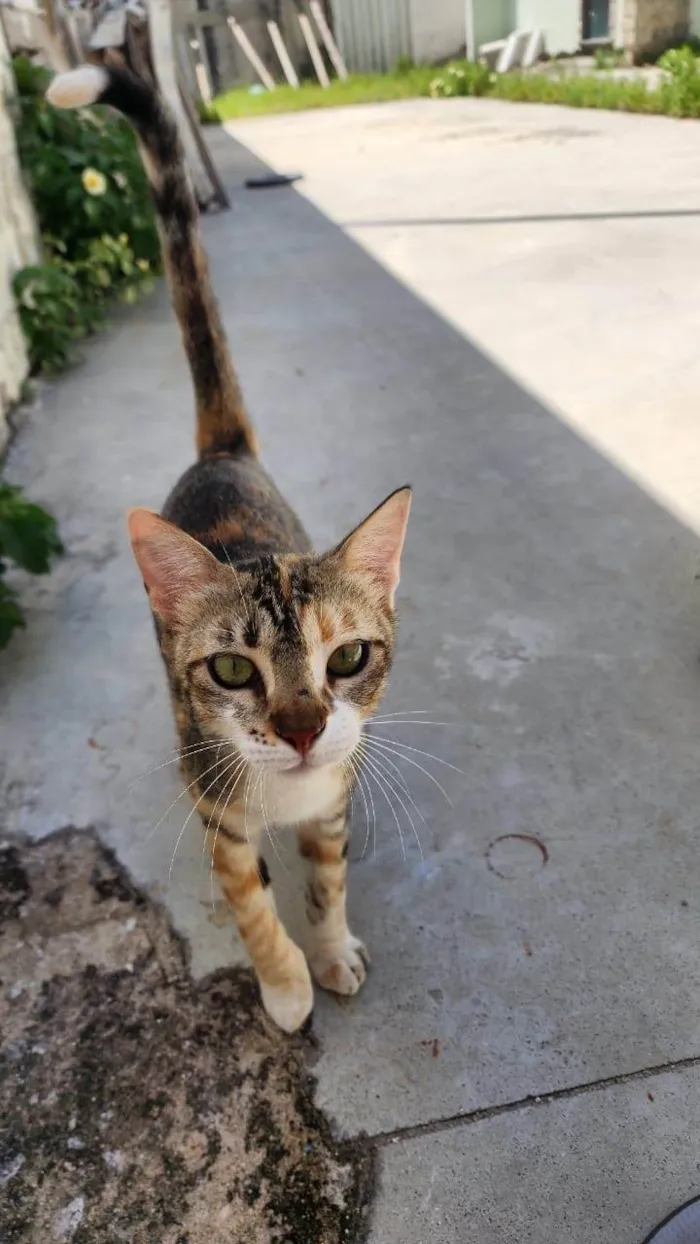 Gato ra a SRD-ViraLata idade 2 a 6 meses nome Misô, Brie e Fuba