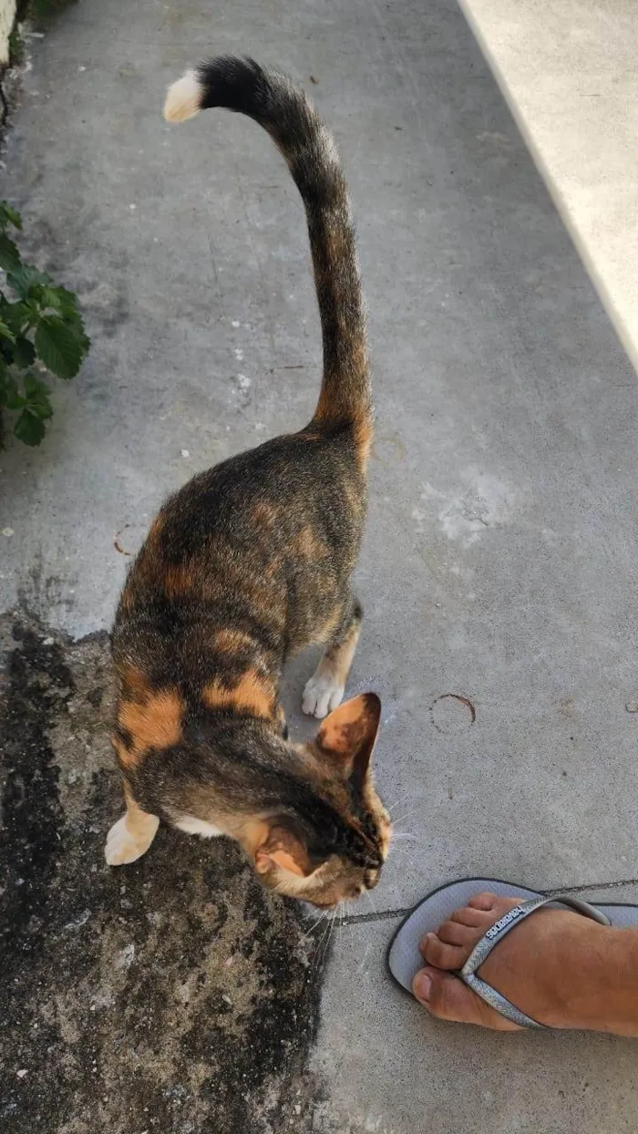 Gato ra a SRD-ViraLata idade 2 a 6 meses nome Misô, Brie e Fuba