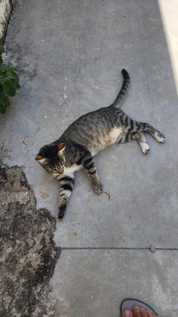 Gato ra a SRD-ViraLata idade 2 a 6 meses nome Misô, Brie e Fuba