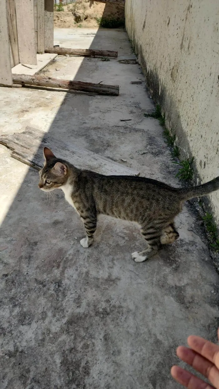 Gato ra a SRD-ViraLata idade 2 a 6 meses nome Misô, Brie e Fuba