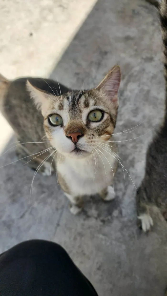 Gato ra a SRD-ViraLata idade 2 a 6 meses nome Misô, Brie e Fuba