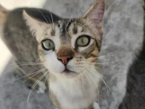 Gato raça SRD-ViraLata idade 2 a 6 meses nome Misô, Brie e Fuba