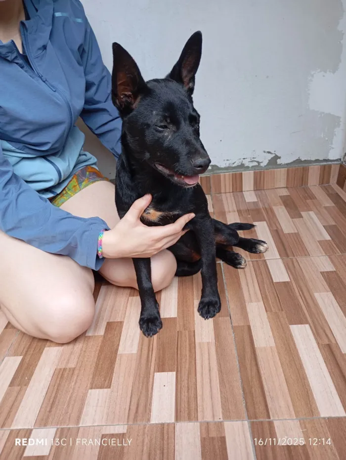 Cachorro raça SRD-ViraLata idade 2 a 6 meses nome Pandora 