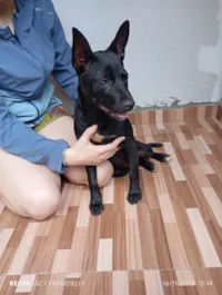 Cachorro raça SRD-ViraLata idade 2 a 6 meses nome Pandora 