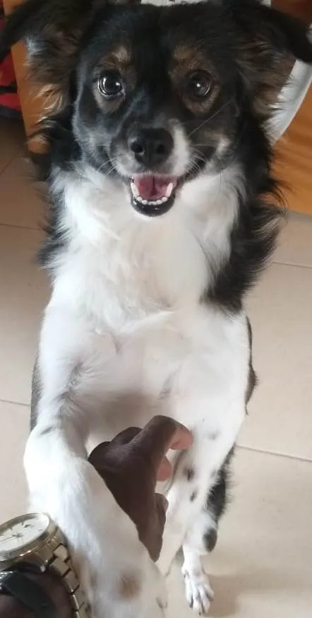 Cachorro ra a SRD-ViraLata idade 2 anos nome Tunico