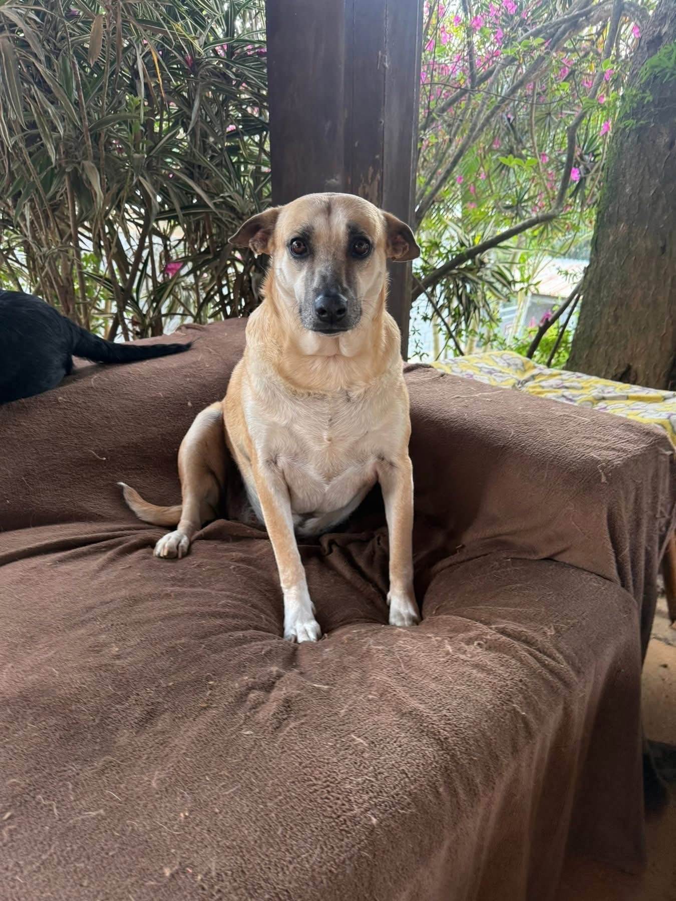 Cachorro ra a SRD-ViraLata idade 3 anos nome Melissa