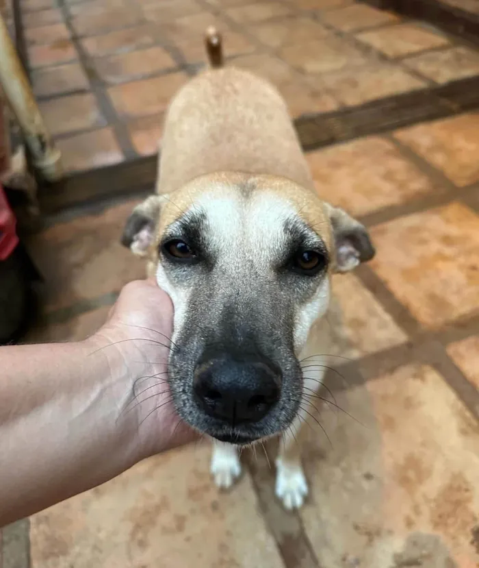 Cachorro ra a SRD-ViraLata idade 3 anos nome Melissa