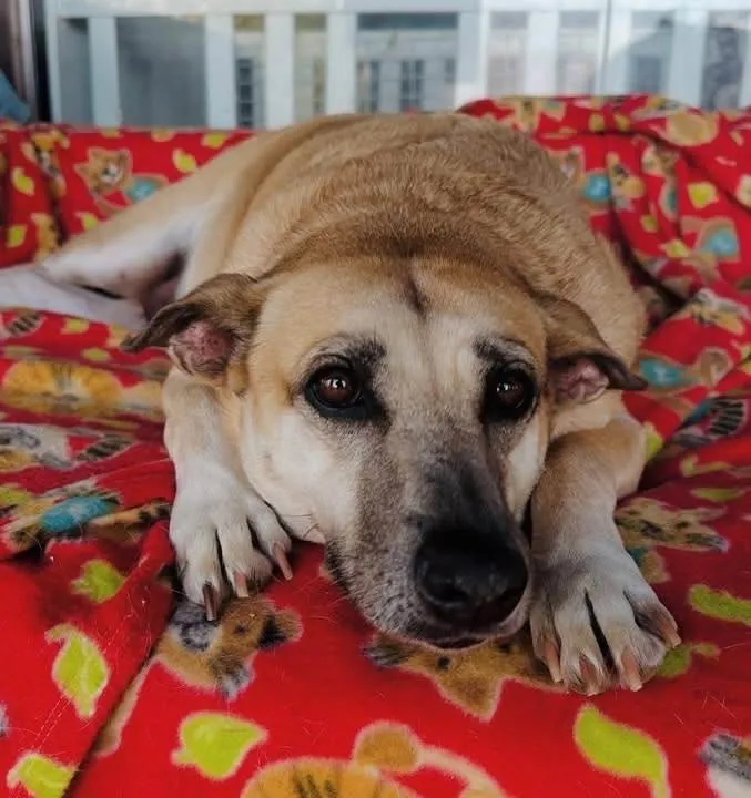 Cachorro ra a SRD-ViraLata idade 3 anos nome Melissa