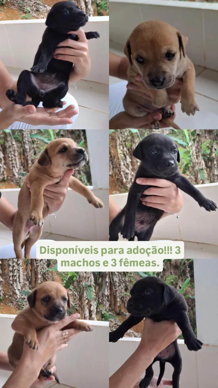 Cachorro ra a SRD-ViraLata idade Abaixo de 2 meses nome Sem nomes ainda