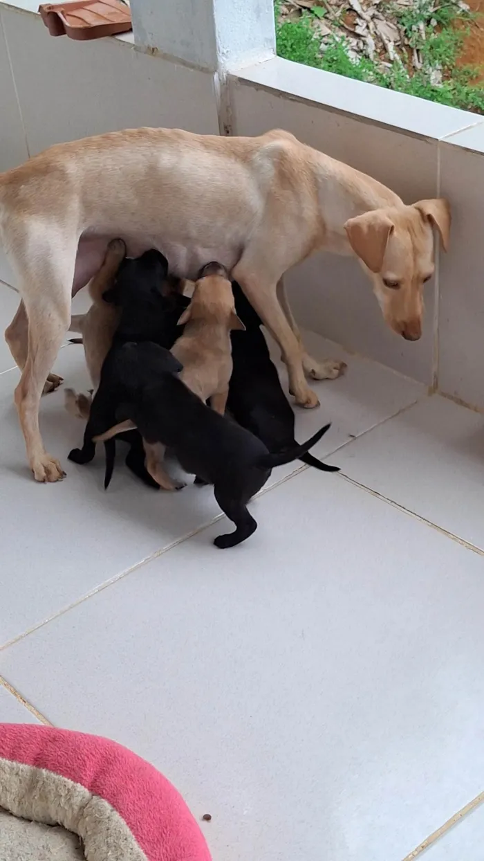 Cachorro ra a SRD-ViraLata idade Abaixo de 2 meses nome Sem nomes ainda