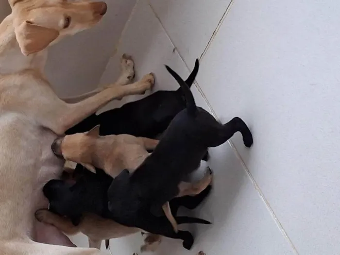 Cachorro ra a SRD-ViraLata idade Abaixo de 2 meses nome Sem nomes ainda