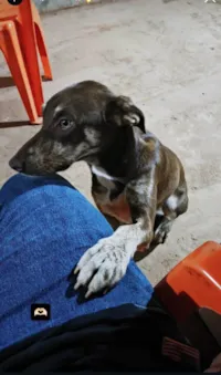 Cachorro raça SRD-ViraLata idade 1 ano nome Luna 