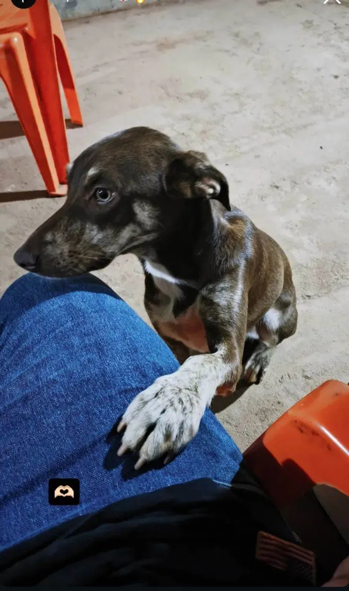 Cachorro ra a SRD-ViraLata idade 1 ano nome Luna 