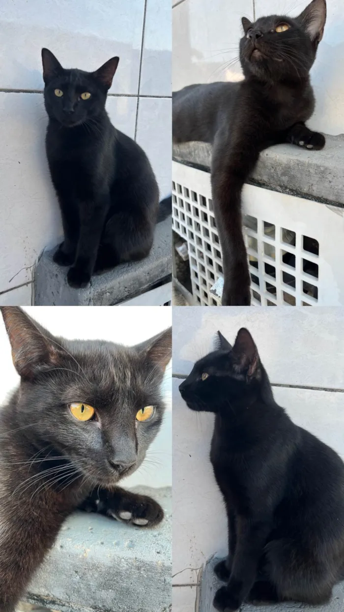 Gato raça SRD-ViraLata idade 2 a 6 meses nome shuri