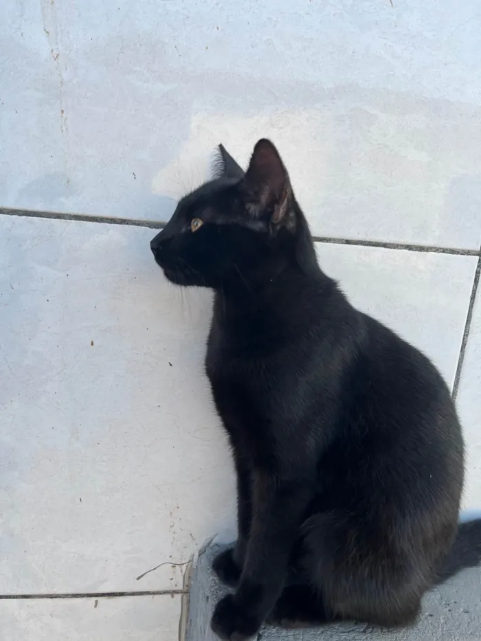 Gato raça SRD-ViraLata idade 2 a 6 meses nome shuri