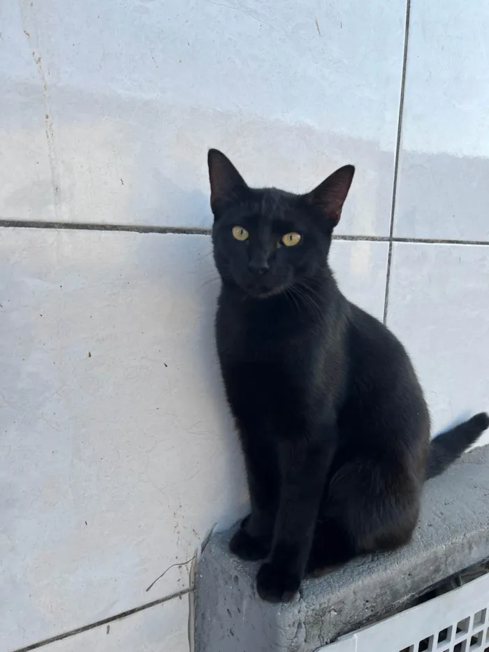 Gato raça SRD-ViraLata idade 2 a 6 meses nome shuri