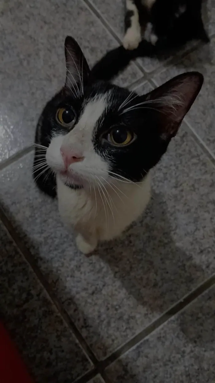 Gato raça Persa idade 1 ano nome Cookie