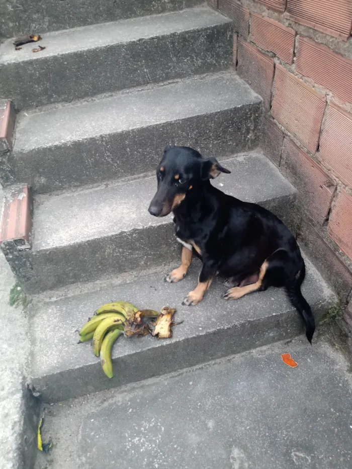 Cachorro ra a SRD-ViraLata idade 6 ou mais anos nome Hannah 