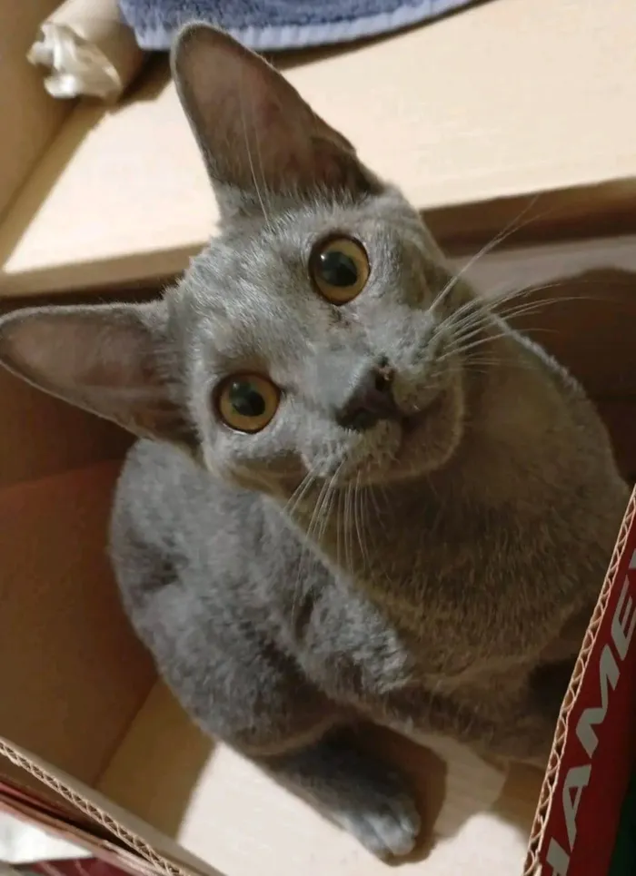 Gato ra a SRD-ViraLata idade 2 a 6 meses nome Luke