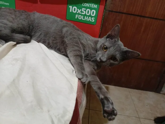 Gato ra a SRD-ViraLata idade 2 a 6 meses nome Luke