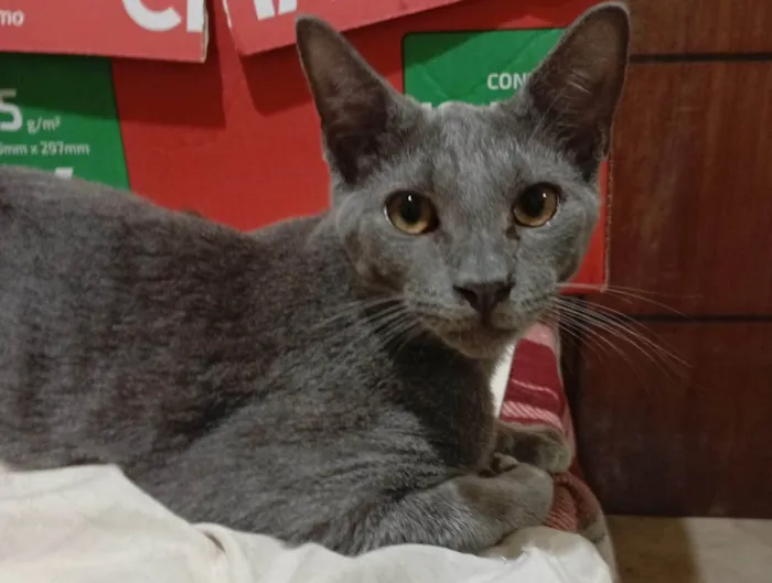 Gato ra a SRD-ViraLata idade 2 a 6 meses nome Luke