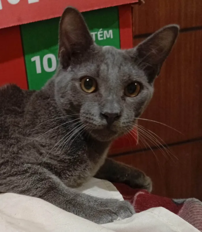 Gato ra a SRD-ViraLata idade 2 a 6 meses nome Luke