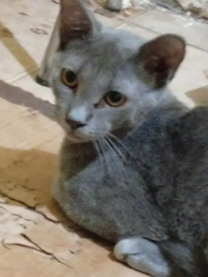 Gato ra a SRD-ViraLata idade 2 a 6 meses nome Luke
