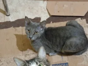 Gato raça SRD-ViraLata idade 2 a 6 meses nome Luke