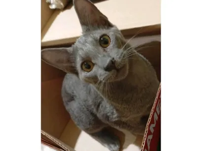 Gato ra a SRD-ViraLata idade 2 a 6 meses nome Luke