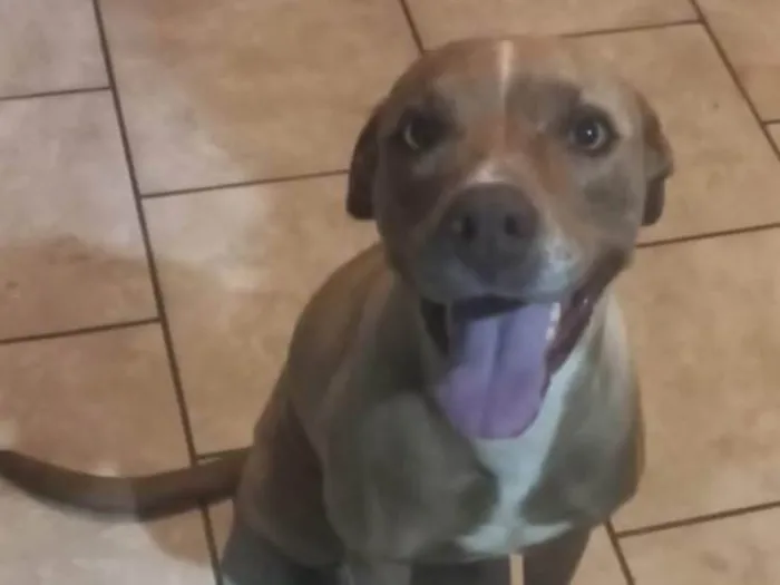 Cachorro ra a Pit-Bull idade 4 anos nome Pandora 