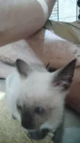 Gato ra a Siamês idade Abaixo de 2 meses nome Não tem nome 